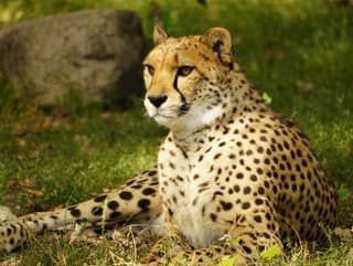 Gepard