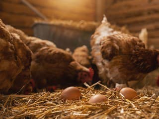 Domáce vajcia aj cez