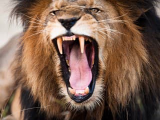 Angry roaring lion, Kruger