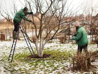 Chcete, aby vaše ovocné