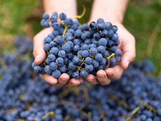 Toto obyčajné ovocie omladí