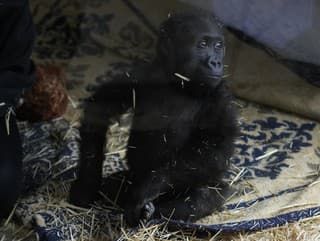 Najroztomilejší pasažier mal namále: