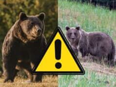 AKTUÁLNE VAROVANIE Medveďa zrazil