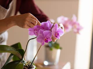 Čo urobiť s odkvitnutou