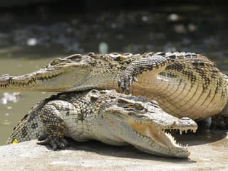 Vedci prišli s bizarným