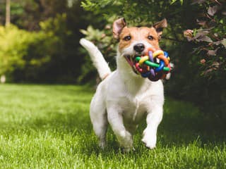 Tento pohyb vášho psa