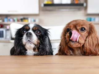 Kŕmite psa zvyškami z