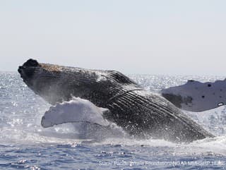 Láska hory prenáša: Samec