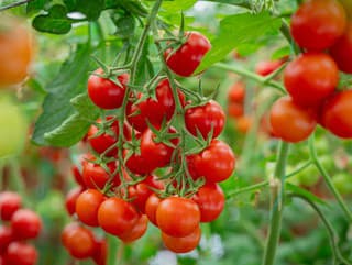 Prečo vám paradajky nerodia,