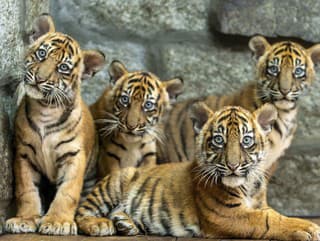 Šialené barbarstvo: V Juhoafrickej