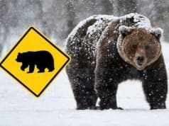 VAROVANIE Veľký medveď len