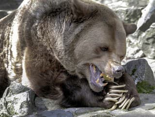 Počet veľkých šeliem v