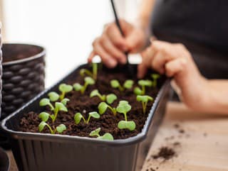 Slabé klíčenie, vytiahnuté a