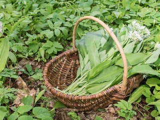 Pri zbere medvedieho cesnaku