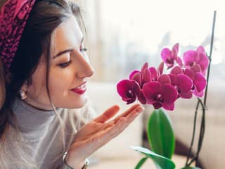 Chcete vzkriesiť ORCHIDEU a