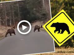 AKTUÁLNE VIDEO Medvede dnes