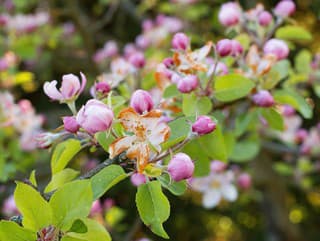 Ako ochrániť ovocné stromy