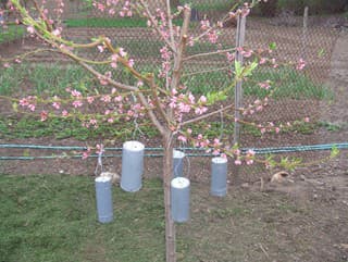 Čo s ovocnými stromami,