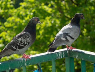 Aj vás trápia holuby