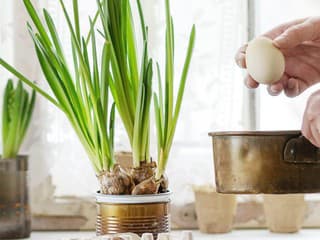 Veľkonočná PLNKA, ktorú musíte