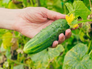 Pozor na prehnojovanie dusíkom