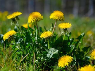 VIDEOTIP Využite sezónu púpav