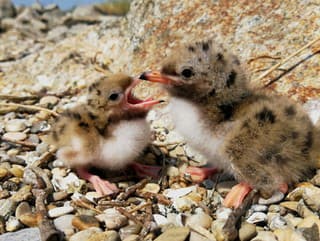 Mláďatá rybára riečneho na