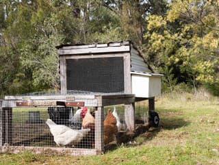 Chcete kvalitné domáce vajíčka