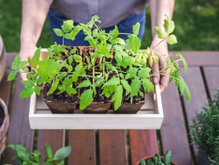 Ako zachrániť vytiahnuté priesady