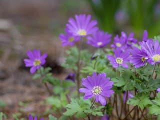 Rozžiaria celú záhradu a