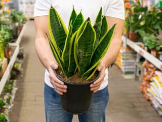 Nenáročná SANSEVIERIA prežije kdekoľvek: