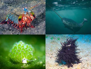 Chlpatá ryba, rozkošný hermafrodit