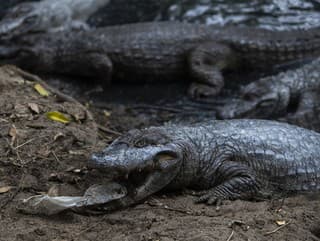 V obkľúčení kajmanov: Po