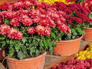 Záhradná expertka odhalila najlepšie