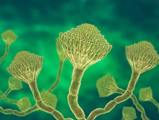 Aspergillus