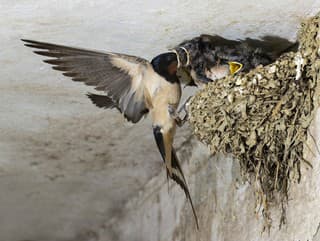 Za zničenie hniezda hrozí