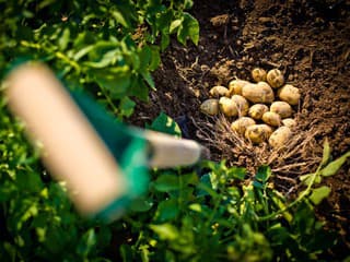 Zdravá úroda takmer bez