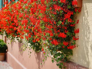 Chcete mať najkrajšie muškáty