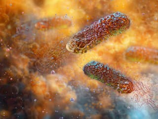 Pseudomonas aeruginosa
