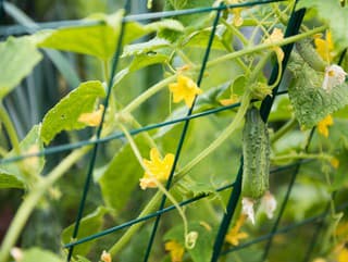 Pestovanie uhoriek na opore