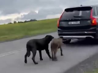 Vodič auta priviazal psy