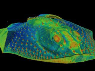 snímka počítačovej tomografie Anatolepis