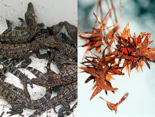 Tajomstvo prírody odhalené: Najviac