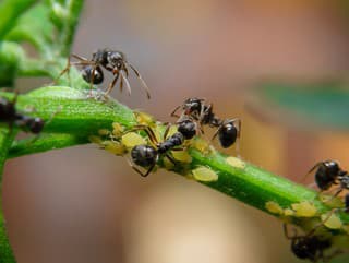 Záhradníci varujú: Spolužitie vošiek