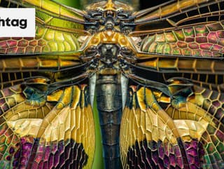 12 nevšedných krásavcov zo