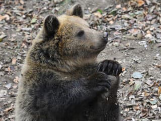 Kontroverzný plán vlády: Medvedie