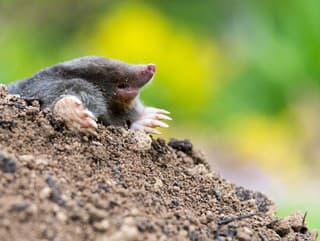 Ricínový olej pomôže vyhnať