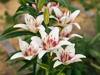 Toto je ideálny spôsob,