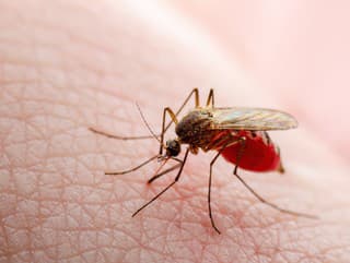 Fakty o komároch, ktoré