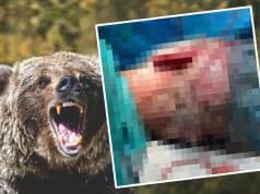 KRVAVÝ ÚTOK MEDVEĎA v